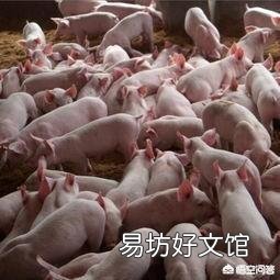 养殖业中,米糠可以替代麸皮吗?会有什么影响?
