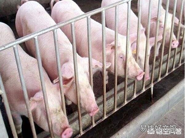 养殖业中,米糠可以替代麸皮吗?会有什么影响?