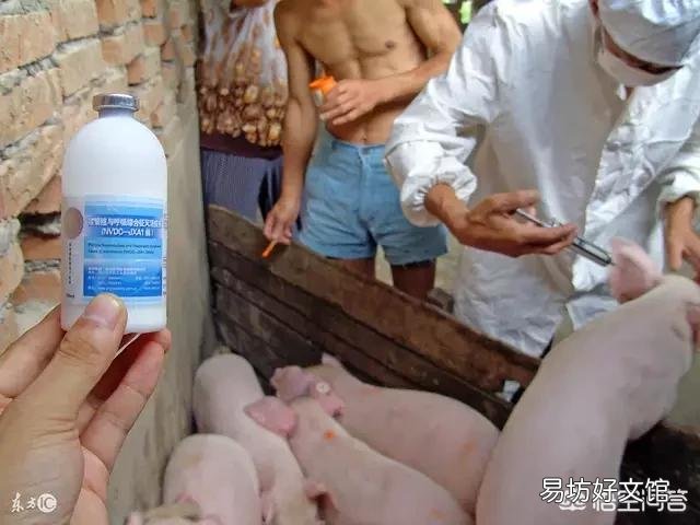 母猪到底该怎样打疫苗?