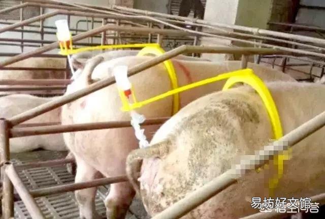 母猪到底该怎样打疫苗?