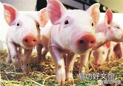 猪养殖行业进入规模化,现代化,但也有人反感饲料喂的快速猪,你怎么看待以后该行业的发展?
