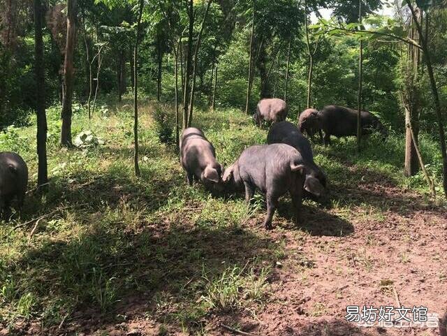 猪养殖行业进入规模化,现代化,但也有人反感饲料喂的快速猪,你怎么看待以后该行业的发展?