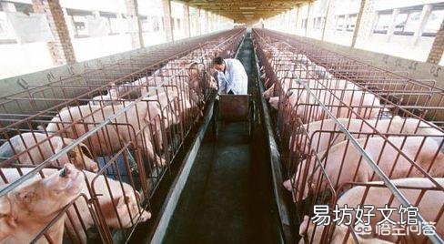 养猪如何适量投料与适度饲喂?