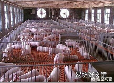 养猪如何适量投料与适度饲喂?