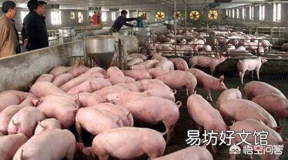 养猪如何适量投料与适度饲喂?