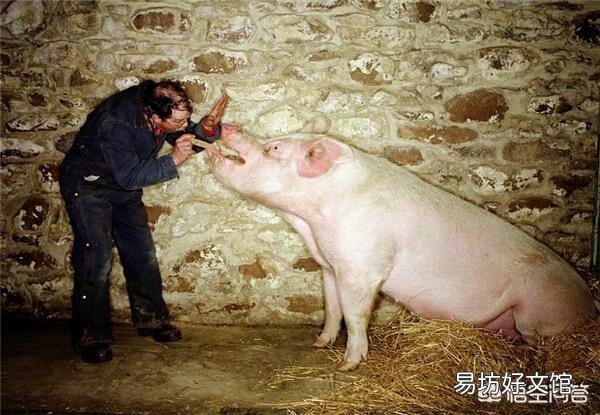 在外打工七千块一个月,家里有现成的猪舍可以一批养300头猪,做哪个选择好?