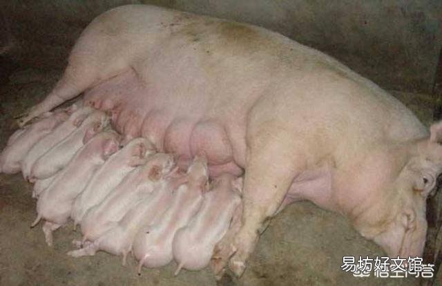 猪场新出生小猪下来大小不一,养猪人应该如何解决?