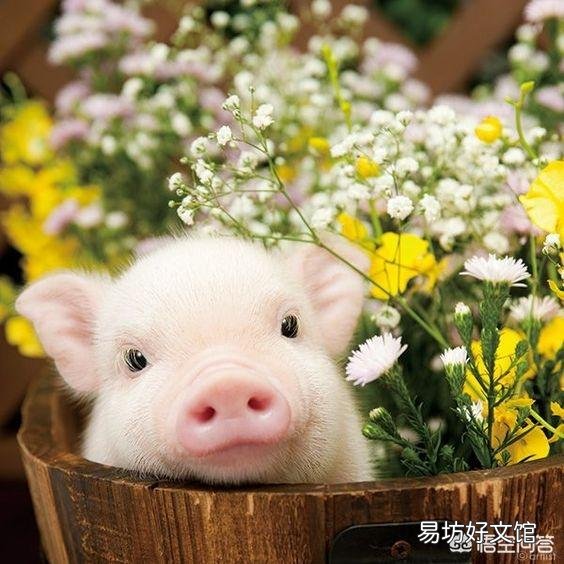 猪感冒吃什么药？