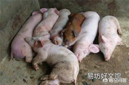猪打了口蹄疫疫苗,还会不会得口蹄疫,如果再得该怎么办?