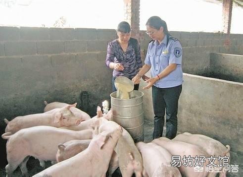 怎么给小母猪去势?结扎有用吗?