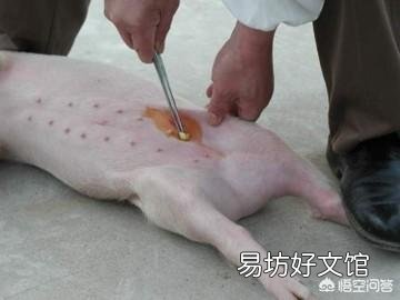 怎么给小母猪去势?结扎有用吗?