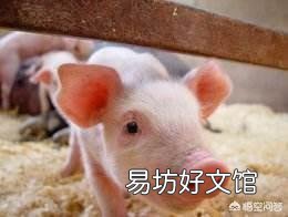 怎么给小母猪去势?结扎有用吗?