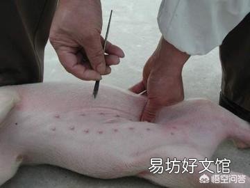 怎么给小母猪去势?结扎有用吗?