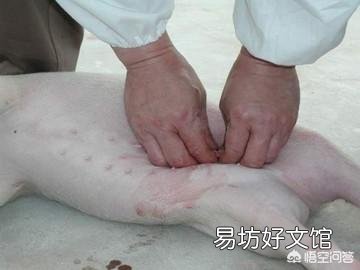 怎么给小母猪去势?结扎有用吗?