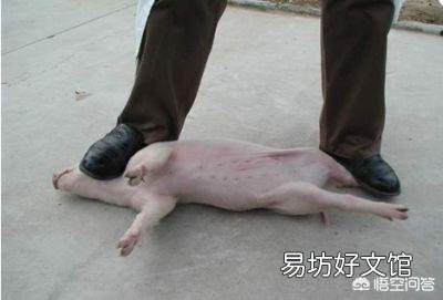 怎么给小母猪去势?结扎有用吗?