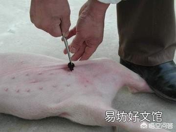 怎么给小母猪去势?结扎有用吗?