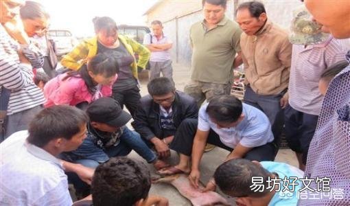 怎么给小母猪去势?结扎有用吗?