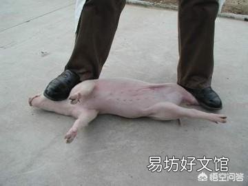 怎么给小母猪去势?结扎有用吗?