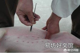 怎么给小母猪去势?结扎有用吗?