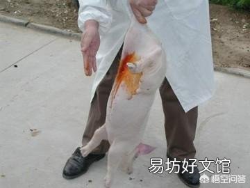 怎么给小母猪去势?结扎有用吗?