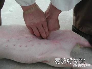 怎么给小母猪去势?结扎有用吗?