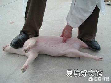 怎么给小母猪去势?结扎有用吗?