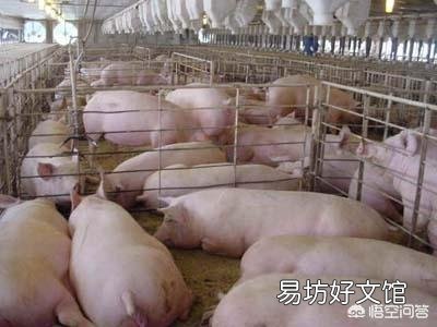 2018年6月生猪价格走向如何?