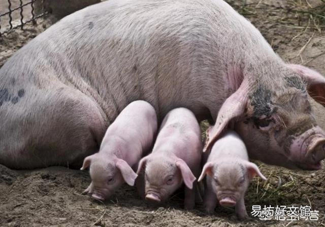 怀孕母猪尿白豆腐渣样的怎么回事,影响吗?