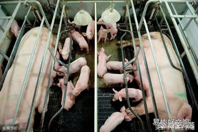 怀孕母猪尿白豆腐渣样的怎么回事,影响吗?
