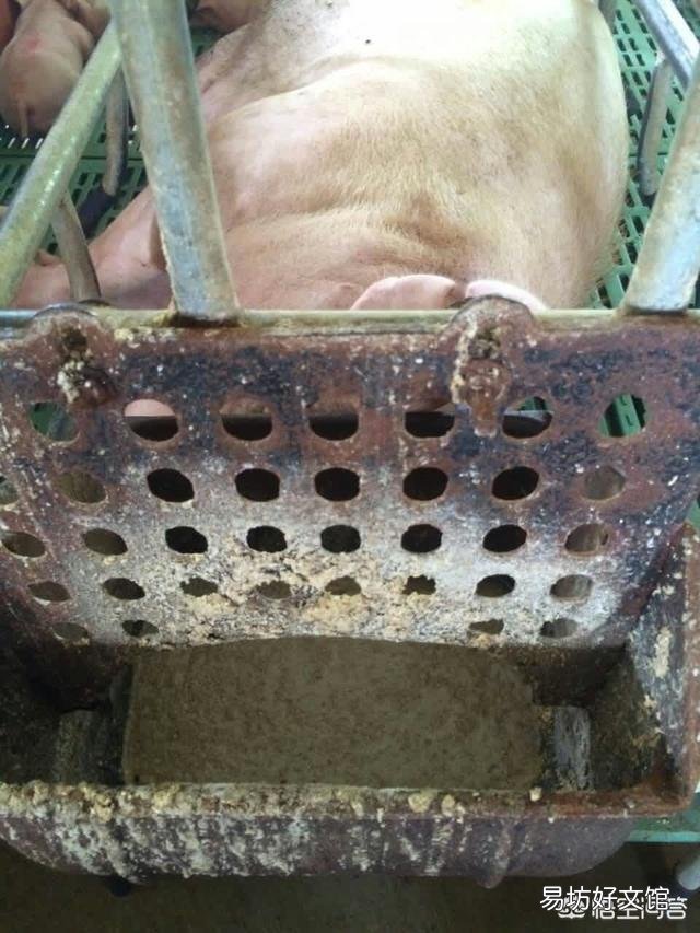 ‘’若要猪无病，必须要四净‘’，这句话什么意思？