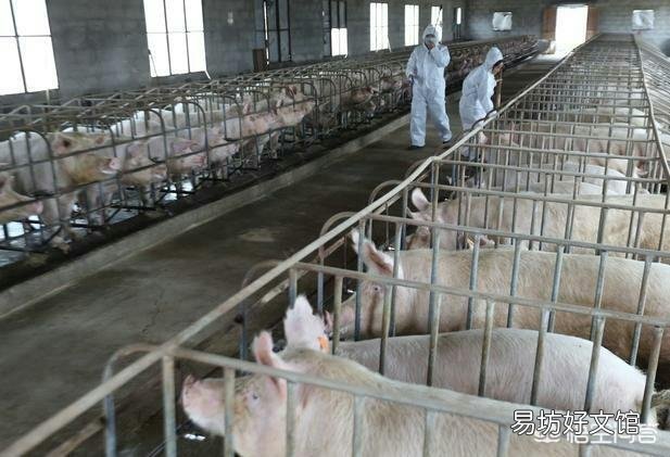 ‘’若要猪无病，必须要四净‘’，这句话什么意思？