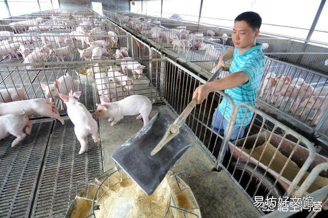 ‘’若要猪无病，必须要四净‘’，这句话什么意思？