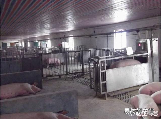 ‘’若要猪无病，必须要四净‘’，这句话什么意思？