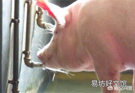 ‘’若要猪无病，必须要四净‘’，这句话什么意思？