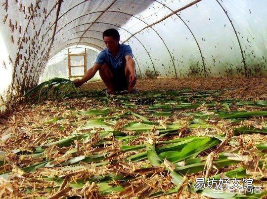 现在搞特种养殖有前途吗?