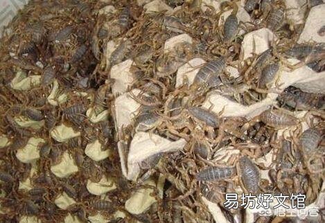 现在搞特种养殖有前途吗?