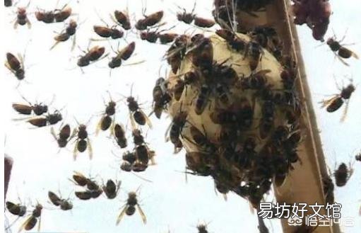 现在搞特种养殖有前途吗?