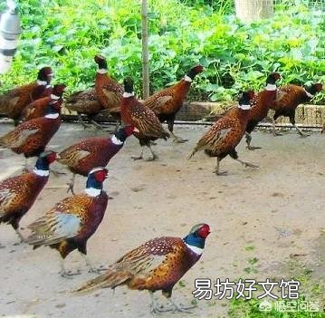 现在搞特种养殖有前途吗?