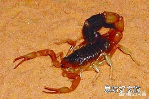 现在搞特种养殖有前途吗?