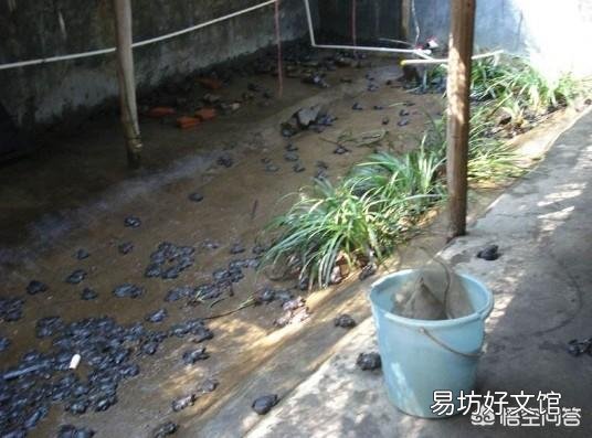 现在搞特种养殖有前途吗?