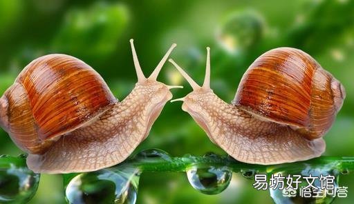 现在搞特种养殖有前途吗?