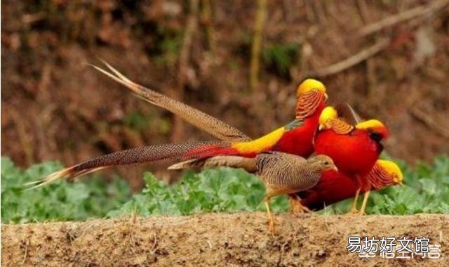 现在搞特种养殖有前途吗?