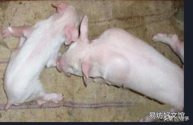 仔猪感染伪狂犬病,陆续死亡,该如何治疗?