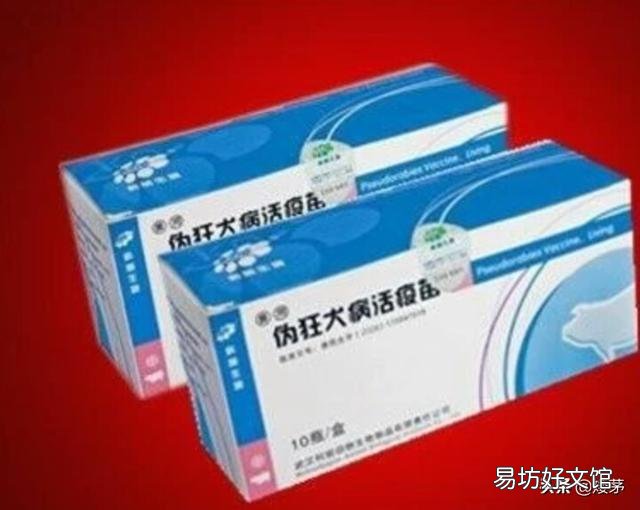 仔猪感染伪狂犬病,陆续死亡,该如何治疗?