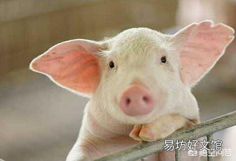 豬舍濕度過高會對豬產生什么影響？