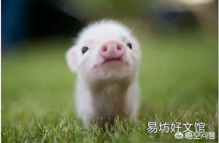 猪仔越早断奶越有利于健康吗,什么时候断奶合适?