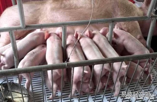 猪仔越早断奶越有利于健康吗,什么时候断奶合适?