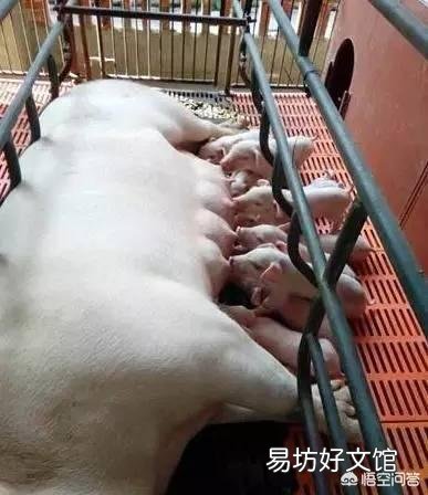 猪仔越早断奶越有利于健康吗,什么时候断奶合适?