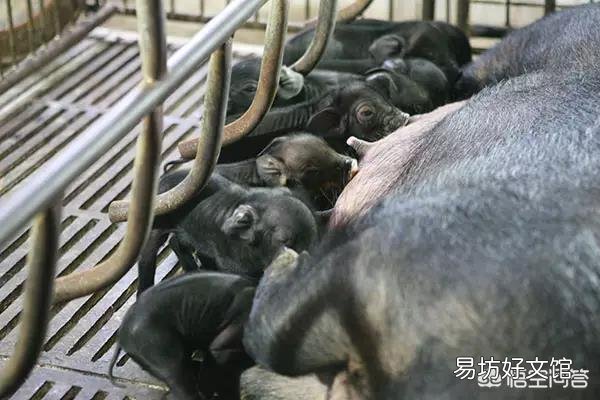 猪仔越早断奶越有利于健康吗,什么时候断奶合适?