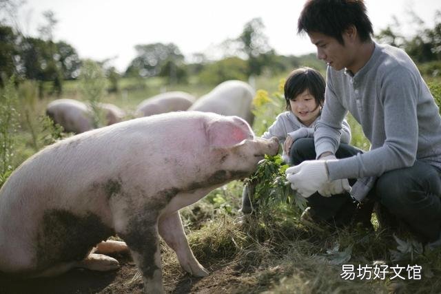 家庭农场是以后的养猪模式吗,大家是怎么想的?
